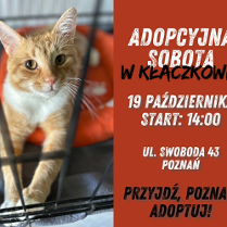 Obraz jest reklamą wydarzenia adopcyjnego dla zwierząt domowych. Przedstawia uroczego pomarańczowego kota tabby siedzącego w transporterze, otoczonego czerwonym tłem z białym tekstem. Projekt jest prosty, ale skuteczny, ma na celu przyciągnięcie uwagi i poinformowanie ludzi o wydarzeniu. Obraz prawdopodobnie ma na celu promowanie adopcji kotów i zachęcanie społeczności do zaangażowania się w zapewnianie tym zwierzętom kochających domów.
