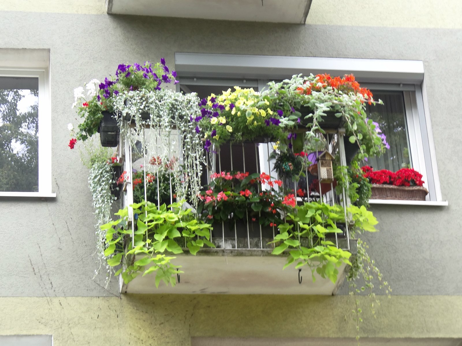 Alina Kasprzak -wielkrotna laureatka ,w kategorii balkon,w konkursie Zielony Poznań, na tle budynku widać balkon z kolorowymi kwiatami ,a na parapeci okna z prawej strony korytko z czerwonymi kwiatami