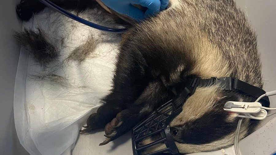 Na fotografii widać borsuka, który jest badany przez człowieka. Borsuk ma kaganiec i jest spokojny. Obok niego leży aparat do badania.