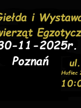Zielony zwinięty wąż, informacje o Giełdzie i Wystawie Zwierząt Egzotycznych.