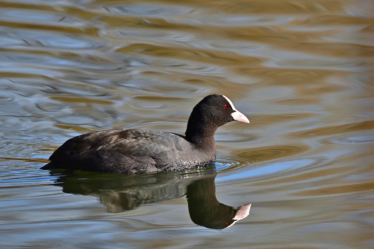Ilustracja przedstawia łyskę, czarnego ptaka wodnego, który płynie po tafli wody.