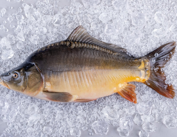 Karp położony na lodowych kryształkach.