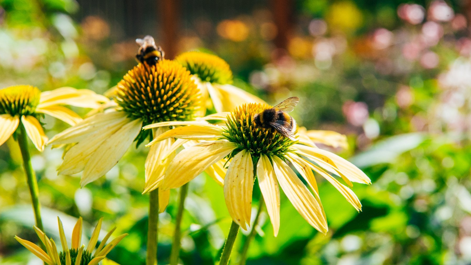 Zdjęcie przedstawia pszczoły na kwiatach.