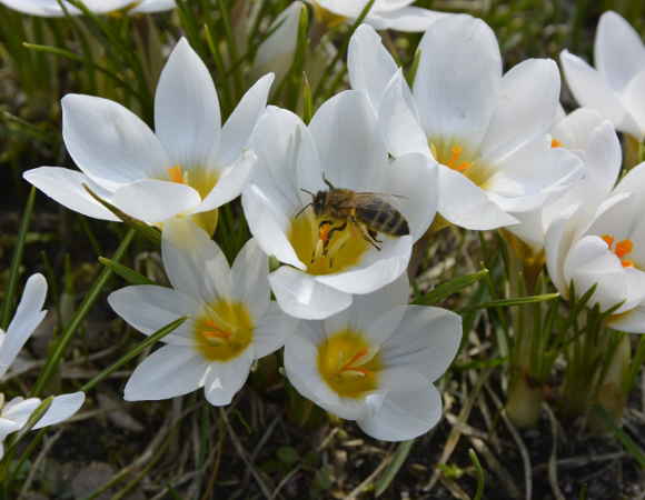 Krokus, zdjęcie są autorstwa dr Alicji Kolasińskiej
