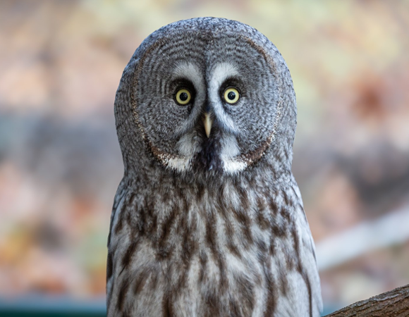 Na zdjęciu puszczyk mszarny na gałęzi. Tło rozmazane.