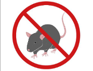 Obowiązkowa deratyzacja w Poznaniu