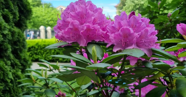 Na zdjęciu duże, różowe kwiaty na tle zielonych roślin