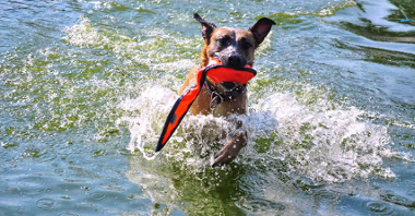 Na zdjęciu widać psa bawiącego się w wodzie.