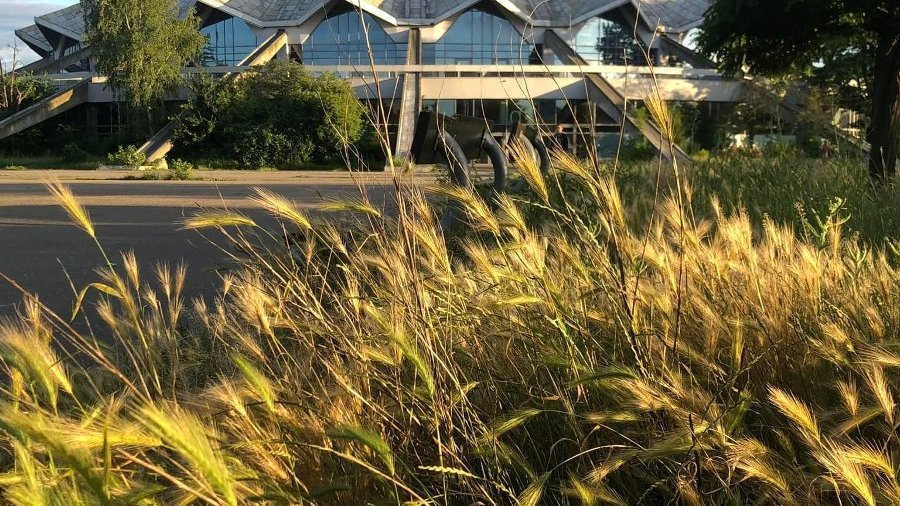 Znad źdźbeł trawy i dzikiej pszenicy wyłania się arena sportowa na Łazarzu. Dach budynku jest oświetlony przez zachodzące słońce. Arenę delikatnie przysłania wysokie, zielone drzewo.