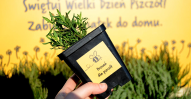 Na zdjęciu znajduje się ręka, która trzyma doniczkę z rośliną. W tle widać napis "Świętuj z nami Wielki Dzień Pszczół. Zabierz kwiatek do domu"