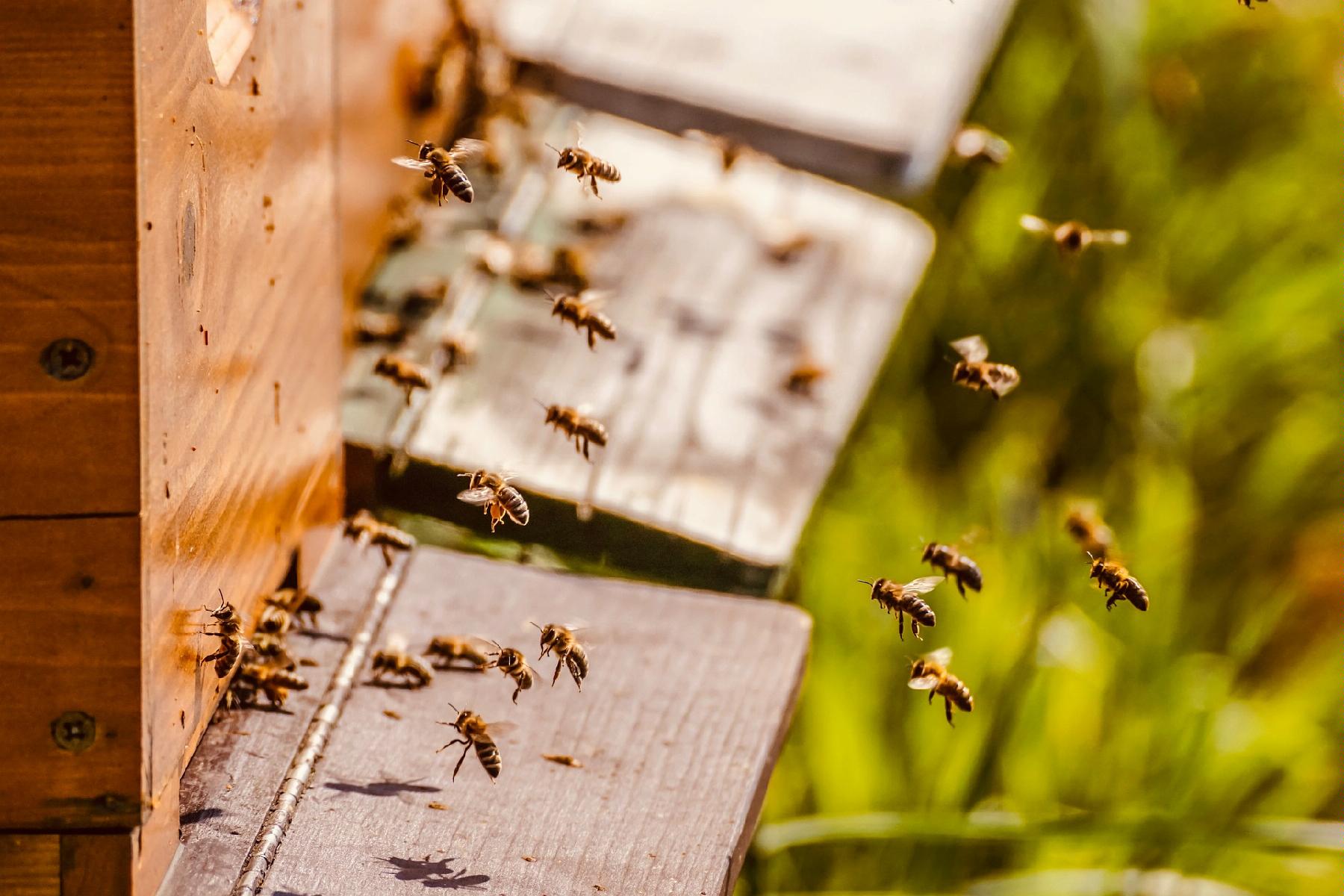 Zdjęcie przedstawia ul i kilkanaście pszczół wokół niego. - grafika artykułu