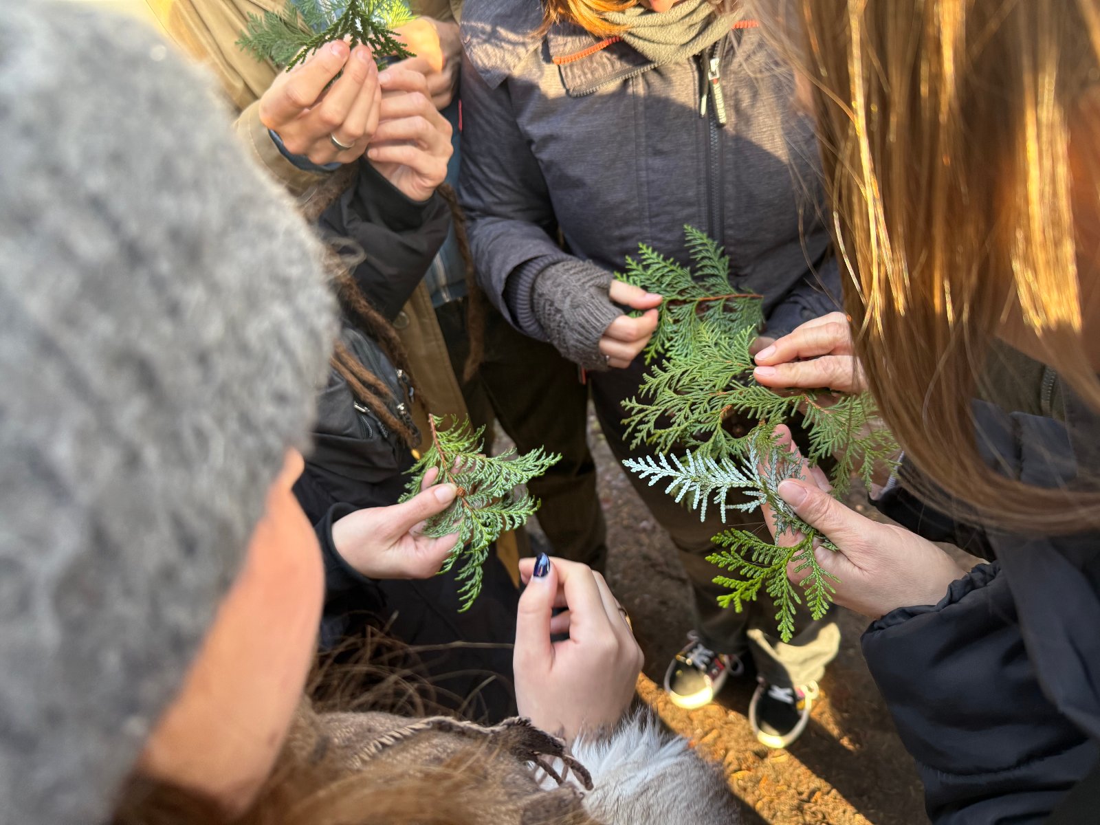 Osoby rozpoznające gałązki żywotników.