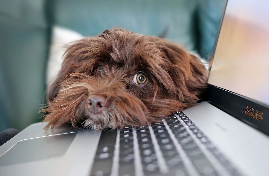 Na obrazku widac psa który ma położoną głowę na laptopie