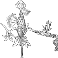Czarna, konturowa i szczegółowa, botaniczna ilustracja rośliny na białym tle.