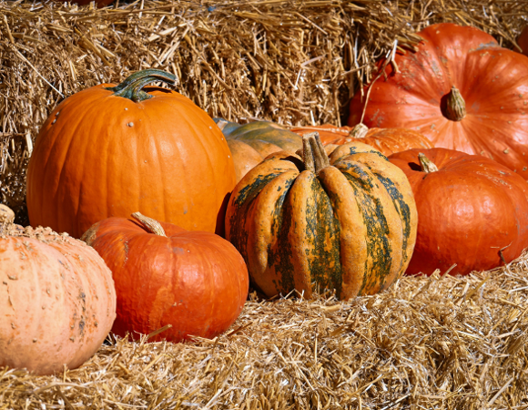Zdjęcie przedstawia dynie na słomie
