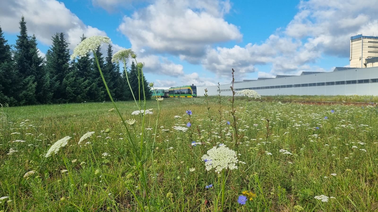 Z myślą o środowisku MPK Poznań zrezygnowało z intensywnego koszenia trawników na terenie zajezdni Franowo/ fot. MPK Zdjęcie przedstawia łąkę z kwiatami. W tle widać jadący tramwaj.