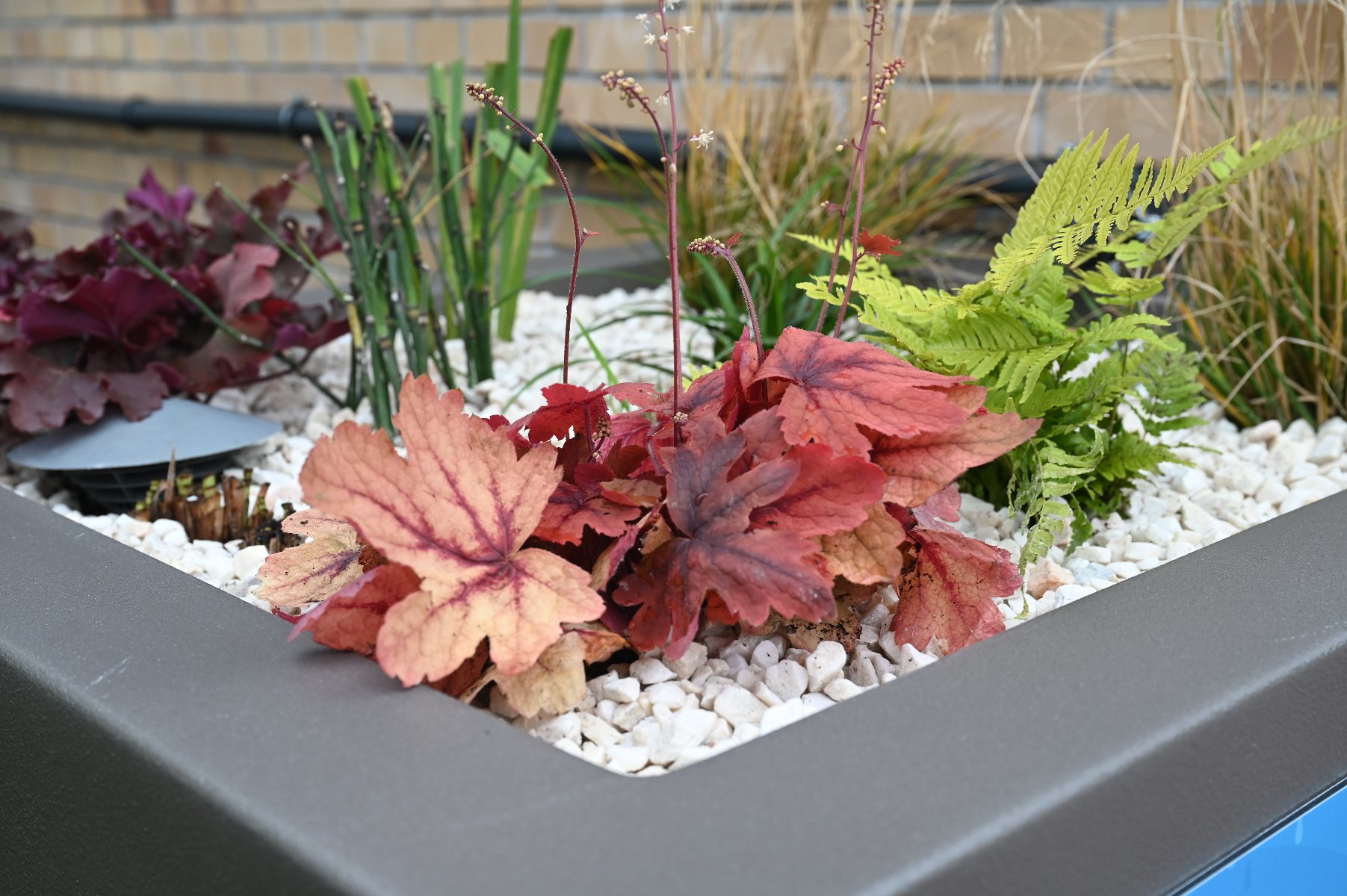 Zdjęcie przedstawia ogród deszczowy, czyli rośliny w dużej donicy.