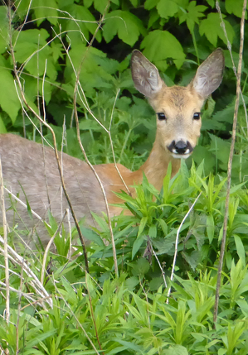 Sarna w zielonych zaroślach leśnych