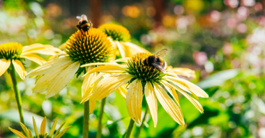 Бджоли та джмелі - наші друзі - конкурс для дітей