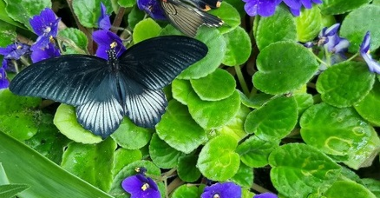 Від 6 по 22 травня в Познанській оранжереї буде можливість побачити красивих метеликів