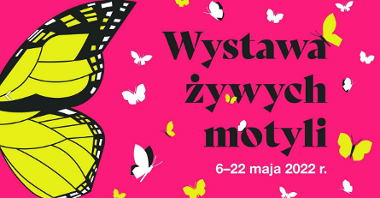 Від 6 по 22 травня в Познанській оранжереї буде можливість побачити красивих метеликів