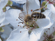 8 sierpnia Wielki Dzień Pszczół!