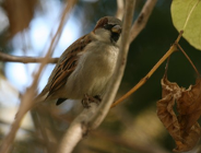 Akcja "Ratujmy wróbla"