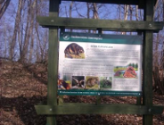 Bóbr - zwierzę o zadziwiających talentach inżynieryjnych