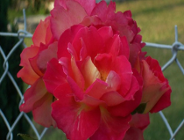 Czy wniosłeś już opłatę za korzystanie ze środowiska za I półrocze 2006r.?