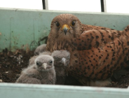 "Czynna ochrona sokoła pustułki w Poznaniu"