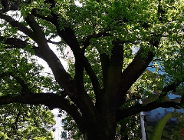 Dąb Krzysztof - nowy pomnik przyrody w Poznaniu