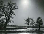 "Dęby w czterech porach roku"- wystawa fotograficzna w Ogrodzie Botanicznym UAM