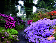 Dni Azalii i Różaneczników 2016