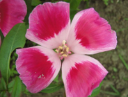 Dni Ziemi - Poznań 2007