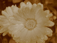 Do 30 stycznia wnieś opłatę za korzystanie ze środowiska za II półrocze 2008r.!