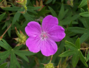 Do 31 lipca br. należy wnieść opłatę za korzystanie ze środowiska!