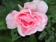 Do 31 stycznia br. wnieś opłatę za korzystanie ze środowiska!