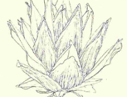 "Drzewa - szkice i rysunki" - wystawa w Ogrodzie Botanicznym