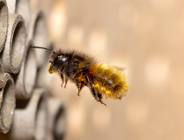 Dzicy zapylacze są wśród nas