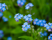 Dzień Niezapominajki 2024