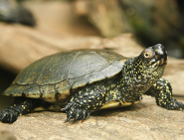 Dzień żółwia 2024