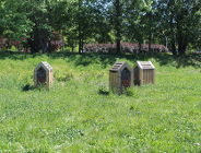 Dzikie pszczoły w mieście