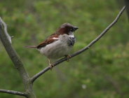 Europejskie Dni Ptaków 2011