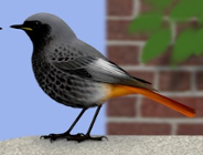 Europejskie Dni Ptaków w najbliższy weekend