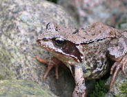 Formularze RDOŚ w Poznaniu