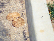 Gatunki zwierząt niebezpiecznych dla życia i zdrowia ludzi, w tym drapieżnych i jadowitych