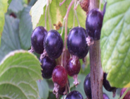 Grunt miedzysąsiedzki a prawo cywilne