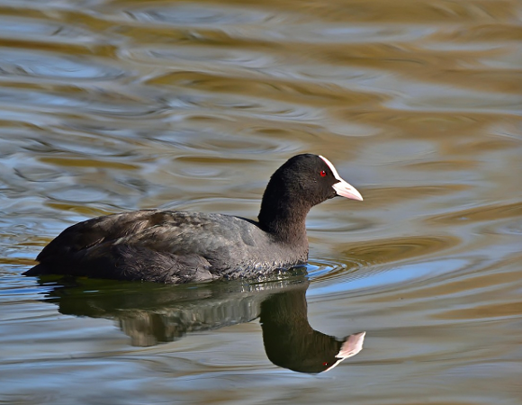 Ilustracja przedstawia łyskę, czarnego ptaka wodnego, który płynie po tafli wody.