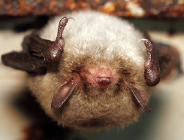 "Interwencje dotyczące nietoperzy jako forma czynnej ochrony zwierząt na terenie miasta Poznania"