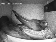 Jerzyki - najlepsi sprzymierzeńcy w walce z komarami potrzebują naszej pomocy!